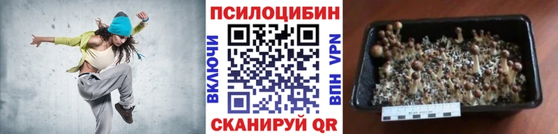 Купить закладки  Холм  Псилоцибиновые грибы MAGIC MUSHROOMS 